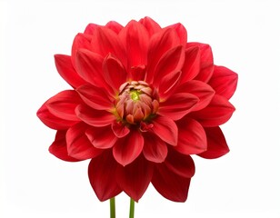 red dahlia flower isolated © Justin