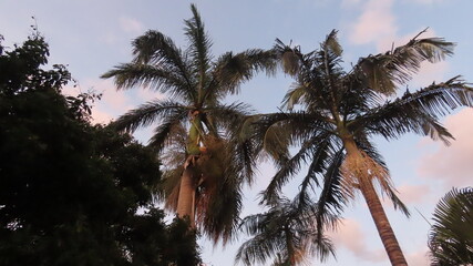 palm trees at sunset