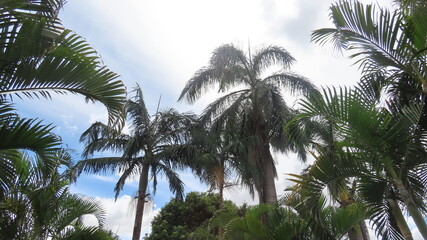 coconut palm trees