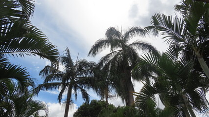 coconut palm trees