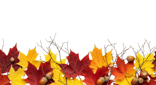 Vibrant autumn leaves and acorns evoke a feeling of crisp cool air and on transparent background