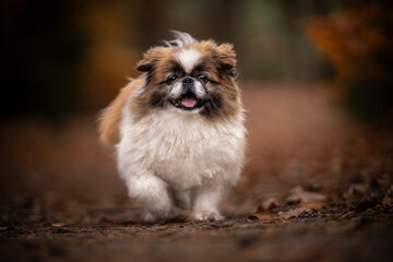 Wesoły pies rasy pekińczyk na jesiennym spacerze