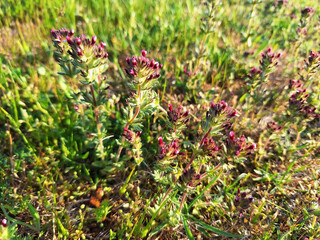 Parentucellia latifolia with red flowers bloom in a field on a sunny day.