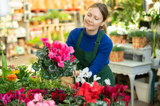 Woman florist in apron holding pot with cyclamen in flower shop
