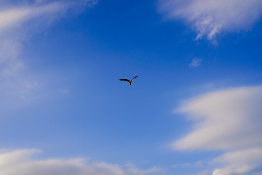 Gaviota volando
