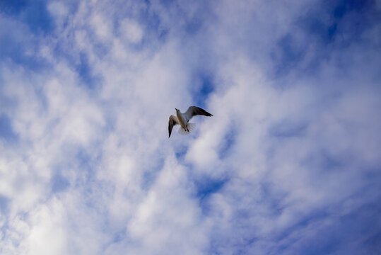 Gaviota volando