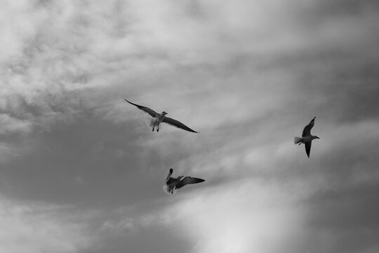 Gaviotas volando