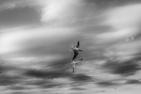 Gaviotas volando
