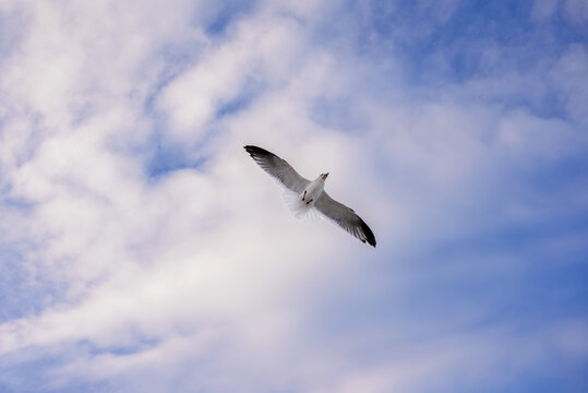 Gaviota volando