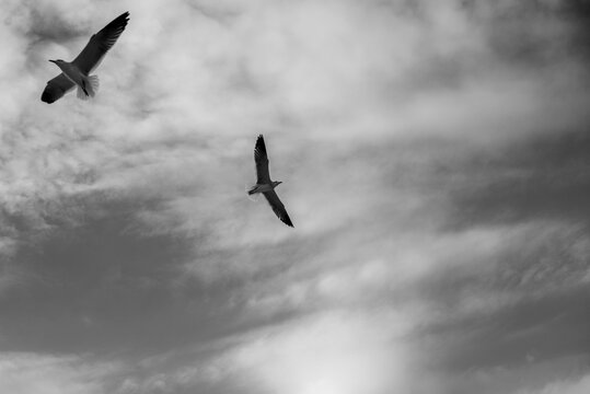 Gaviotas volando