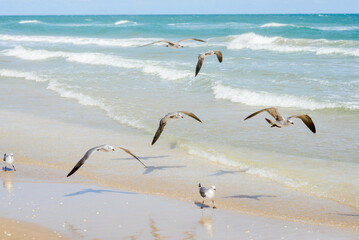 Gaviotas en la playa