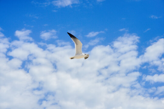 Gaviota volando