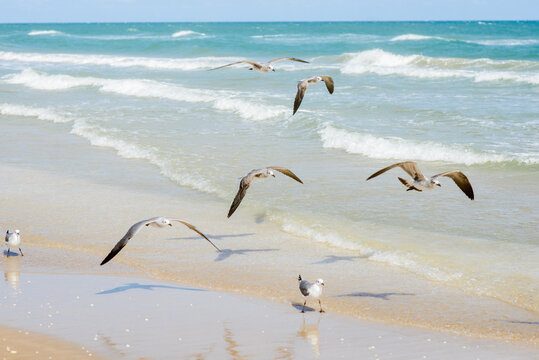 Gaviotas en la playa
