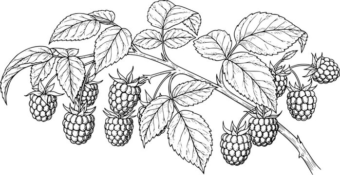 Detailed ink drawings of ripe raspberries on branches with leaves
