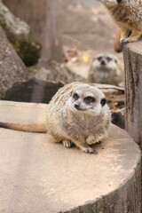 ミーアキャット