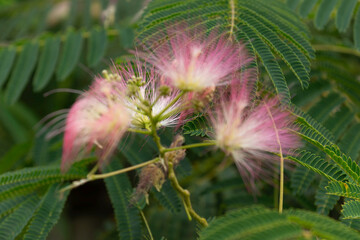 The old town of city of Plovdiv, Bulgaria