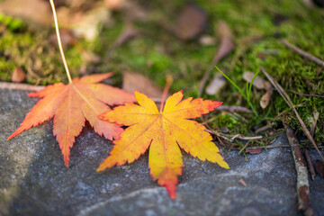 Autumn maple leaves on stone and moss