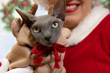 Sphynx Cat (Felis catus) in Reindeer Costume with Red Bow During Christmas Portrait