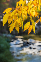 Golden Autumn Leaves Above Flowing Stream