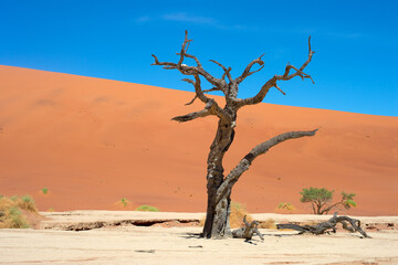 Ancient trees Deadvlei Sossusvlei, Namibia