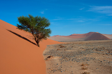desert trees dunes. Sossusvlei, Namibia
