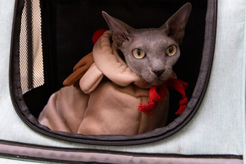 Phynx Cat (Felis catus) Dressed as a Reindeer Peeking Out from Pet Carrier