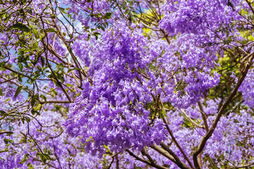 Jacaranda Trees in Sydney Australia