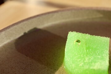 スポンジから発芽したチマサンチュの芽。