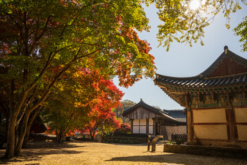 Autumn Foliage Surrounding Traditional Korean Temple Architecture