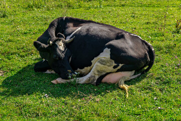 A black and white cow laying in a grassy field