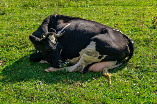 A black and white cow laying in a grassy field - Powered by Adobe