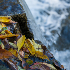Wet Autumn Leaves on Stone Edge Beside Waterfall Flow
