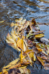 Autumn Leaves Cluster Floating on Stream Surface