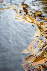 Autumn Leaves Floating on Clear Stream Surface