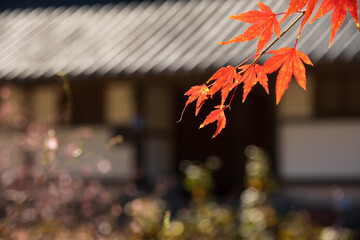 Autumn Maple Leaves with Traditional Korean Architecture Background