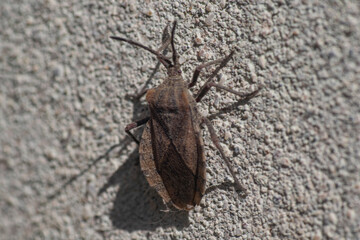 Vinchuca bug on a gray wall