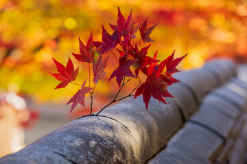 Red Autumn Maple Leaves On Traditional Stone Wall