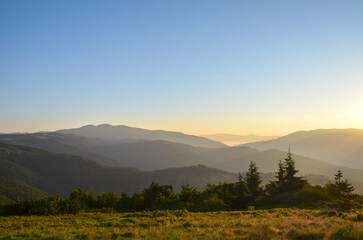 Naklejka premium Tranquil sunrise over layered mountain landscape, with pine trees in the foreground and golden light washing the valleys. Ideal for nature, travel, and outdoor lifestyle visuals. Carpathian Mountains