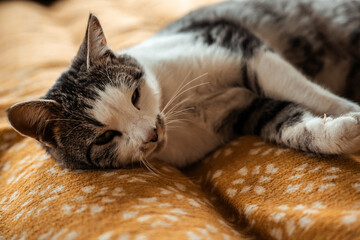 Relaxed tabby cat resting on a cozy, patterned blanket in soft sunlight. A beautiful cat with striking markings is captured in a moment of peaceful relaxation, enjoying a comfortable rest.