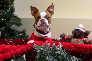 Boston Terrier Dog (Canis lupus familiaris) in Santa Outfit Sitting in Festive Christmas Sled