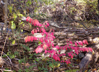 The red leaves on the bush