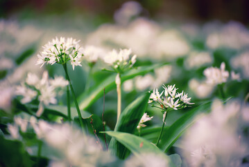 Wild garlic flowers growing in the spring forest. Ramson blossoms, seasonal background