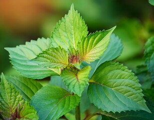 close up of green patchouli plant leaves vibrant green herb with serrated edges subtle reddish hues at center blurred background of rich foliage patchouli known for aromatic properties medicinal