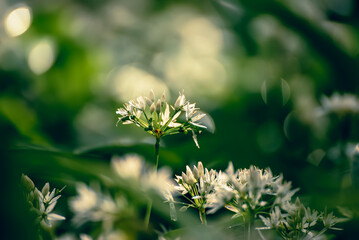 Wild garlic flowers growing in the spring forest. Ramson blossoms, seasonal background