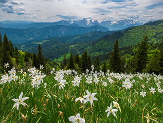 White daffodil narcissus flowers on Golica mountain in Karavanke range, Slovenia, at spring
