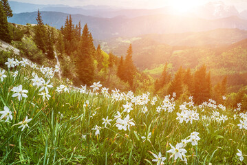 White daffodil narcissus flowers on Golica mountain in Karavanke range, Slovenia, at spring