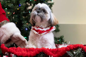 Shih Tzu Dog (Canis lupus familiaris) in Christmas Collar Sitting in Festive Holiday Sled