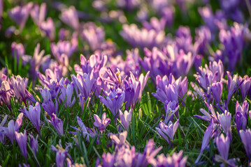 Spring crocus flowers in the green grass, Easter seasonal background