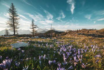 Spring crocus flowers in the green grass, Velika Planina, Kamnic, Slovenia