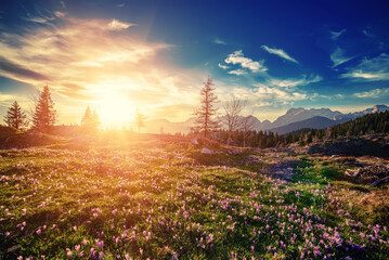 Spring crocus flowers in the green grass, Velika Planina, Kamnic, Slovenia, Easter sunny landscape